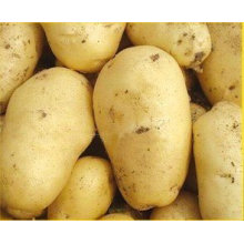 Top Quality Competitive Price Fresh Potato